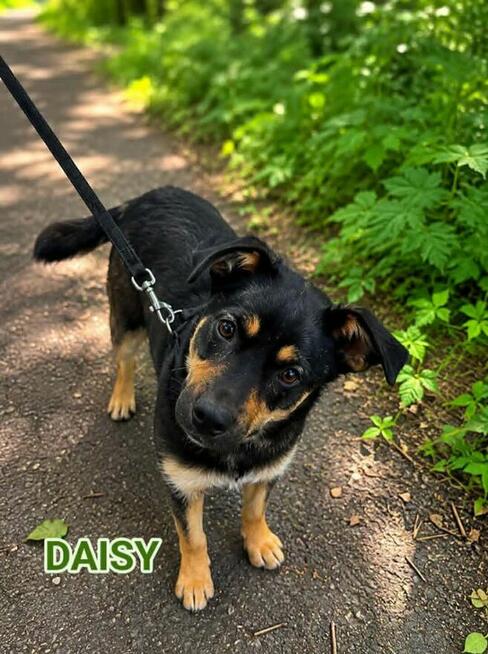Szukamy DS/DT dla ok rocznych suń Daisy i Koffi Wioletta Ma