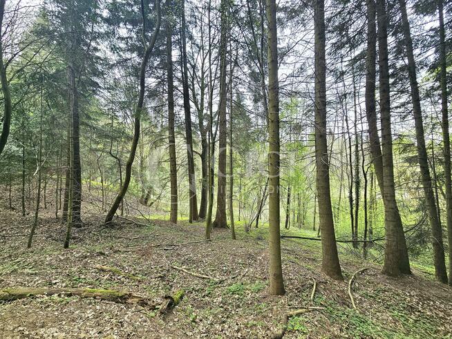 Działka leśna Ostrusza gm. Ciężkowice