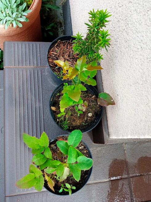 Mahonia i inne krzewy i iglaki