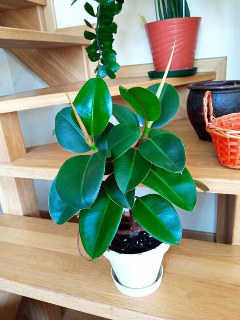 Geranium pachnące cytrynką