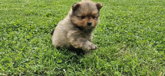 Szpic miniaturowy, pomeranian