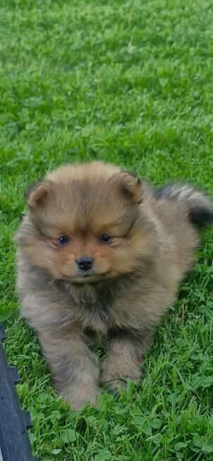 Szpic miniaturowy, pomeranian