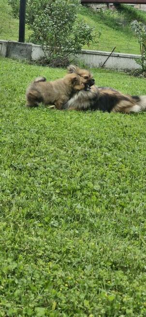 Szpic miniaturowy, pomeranian