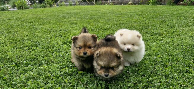 Szpic miniaturowy, pomeranian