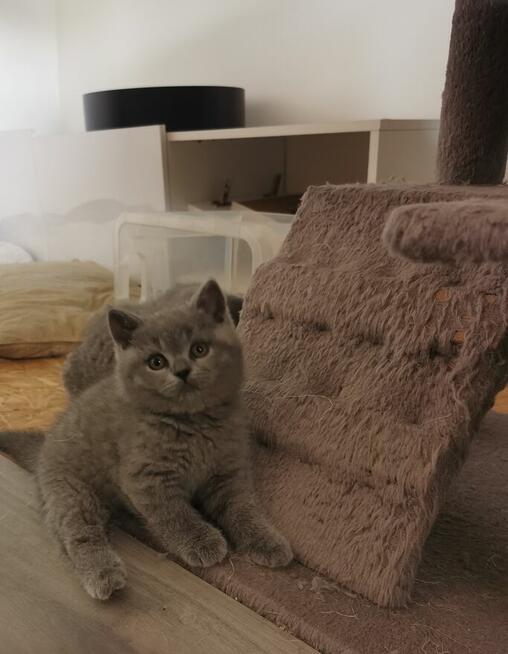 Kotek kocurek
