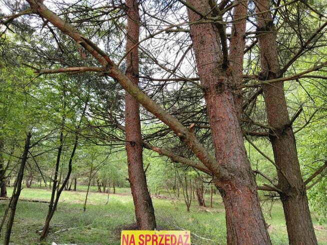 Sprzedam działkę budowlaną w otoczeniu lasu i przyrody