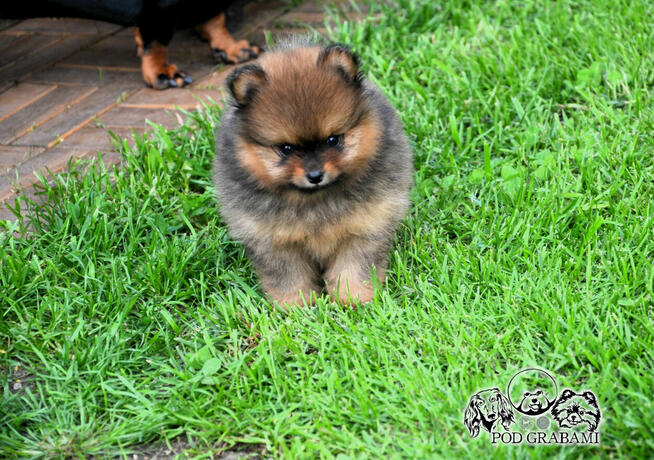 Cudowne maluchy ZkwP/FCI – Szpic Miniaturowy Pomeranian