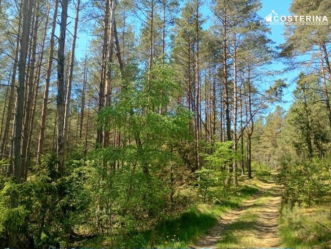 Działka leśna Gostomie gm. Kościerzyna