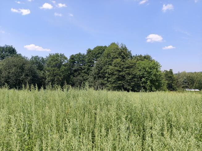 Działka budowlano leśna- Nowodworze- Małopolska