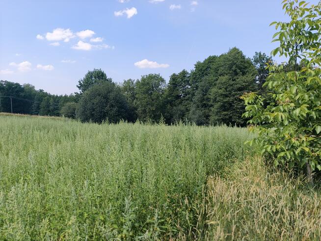 Działka budowlano leśna- Nowodworze- Małopolska