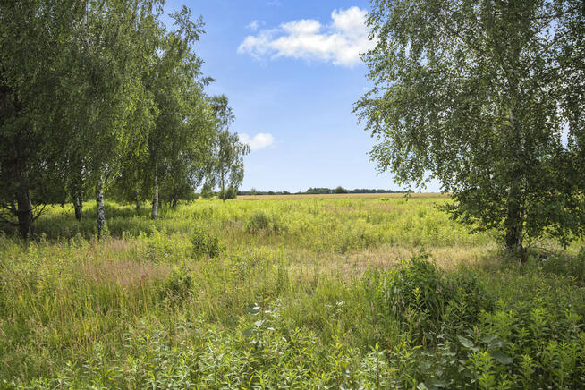 ✅ Urokliwa działka 3000 m² z WZ na 3 domy✅