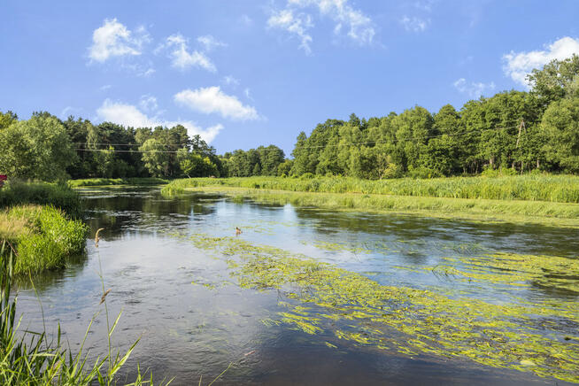 ✅ Urokliwa działka 3000 m² z WZ na 3 domy✅
