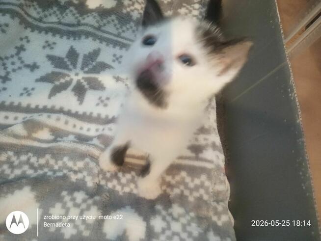 Oddam kotko w dobre ręce