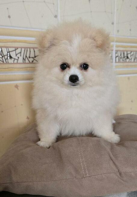 Szpic miniaturowy, pomeranian suczka
