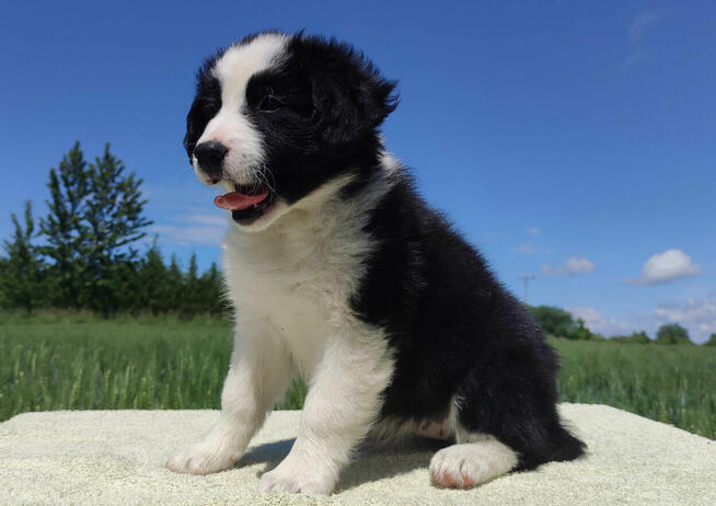 Piękna rasowa suczka - Border Collie z pełną dok.