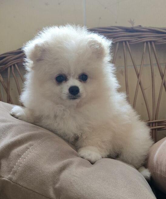 Szpic miniaturowy, pomeranian suczka