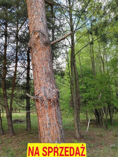Sprzedam działkę budowlaną w otoczeniu lasu i przyrody