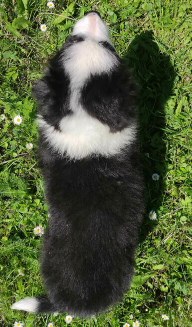 Piękna rasowa suczka - Border Collie z pełną dok.