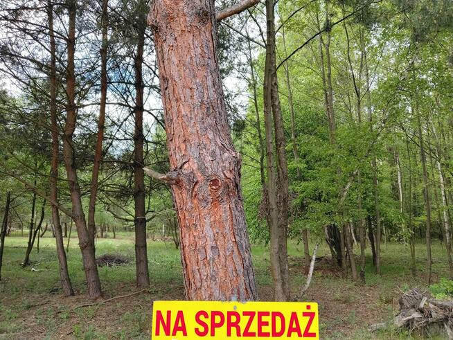 Sprzedam działkę budowlaną w otoczeniu lasu i przyrody