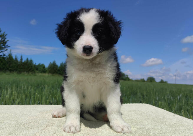 Piękna rasowa suczka - Border Collie z pełną dok.
