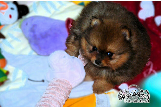 Cudowne maluchy ZkwP/FCI – Szpic Miniaturowy Pomeranian