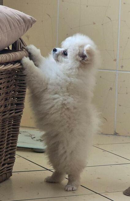 Szpic miniaturowy, pomeranian suczka