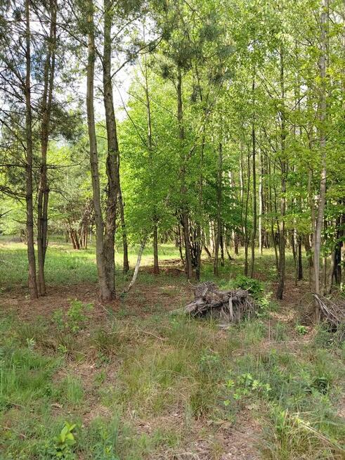 Sprzedam działkę budowlaną w otoczeniu lasu i przyrody