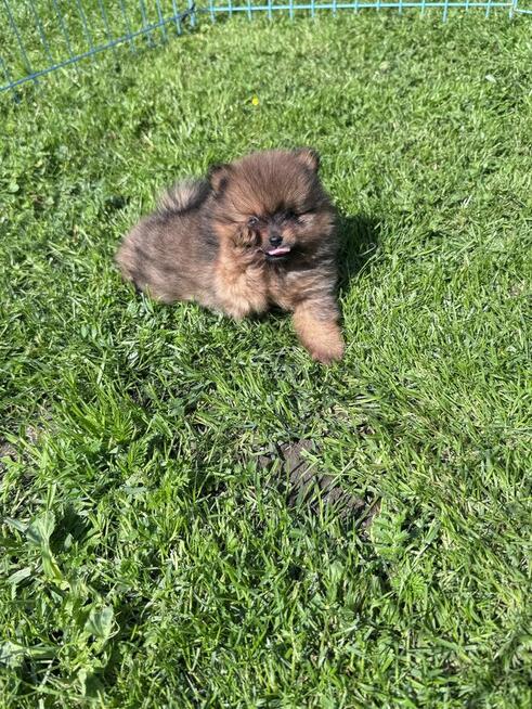 Cudowne maluchy ZkwP/FCI – Szpic Miniaturowy Pomeranian