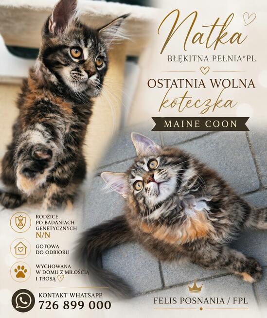 Maine coon