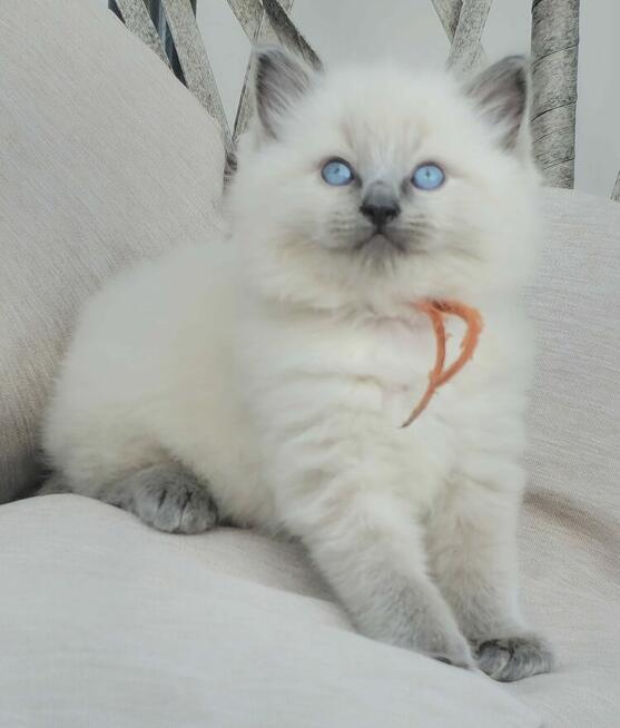 Ragdoll kocurek blue point