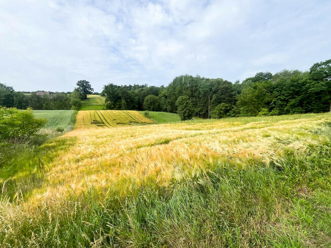 Ustawna działka z WZ - 8300m2 Czajęcice