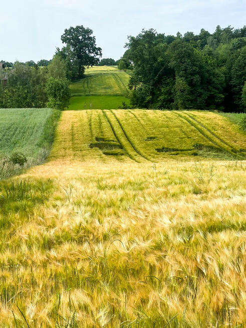 Ustawna działka z WZ - 8300m2 Czajęcice