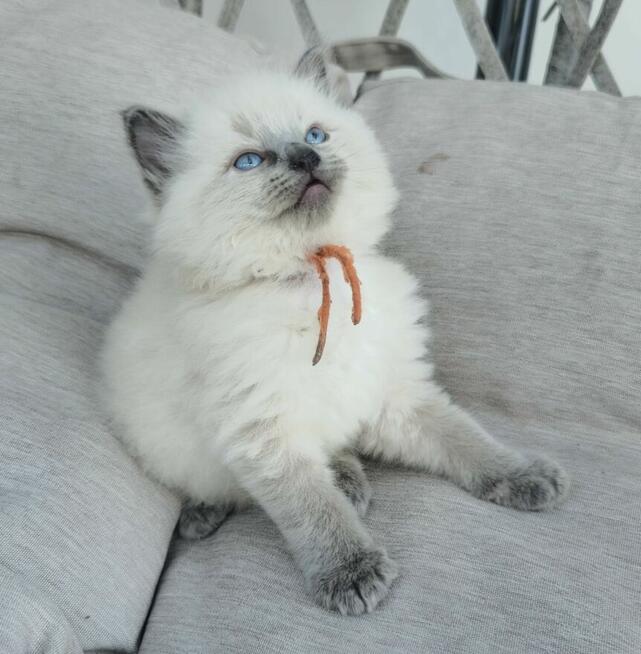 Ragdoll kocurek blue point