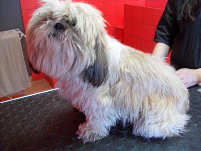 strzyżenie psów swarzędz - SALON COCO - ul.Mieszka 4