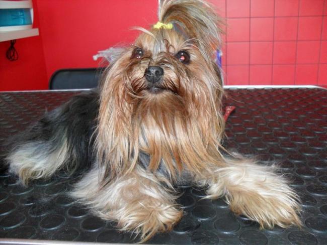 strzyżenie psów swarzędz - SALON COCO - ul.Mieszka 4