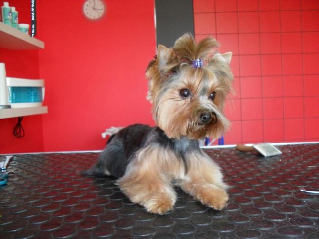 strzyżenie psów swarzędz - SALON COCO - ul.Mieszka 4