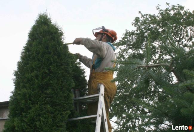 wycinanie drzew arborystyka 505-933-515 sląskie