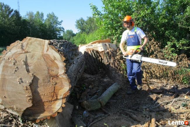 wycinanie drzew arborystyka 505-933-515 sląskie