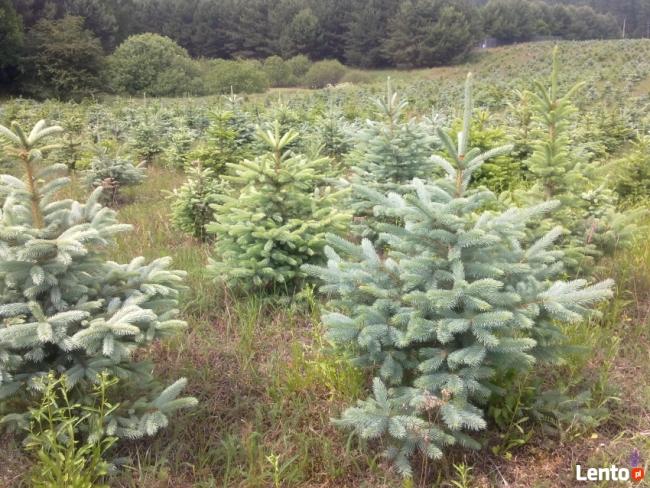 Plantacja Choinek hurt FORMOWANY jodła kaukaska świerk detal