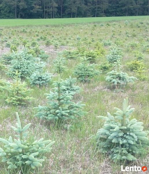 Plantacja Choinek hurt FORMOWANY jodła kaukaska świerk detal
