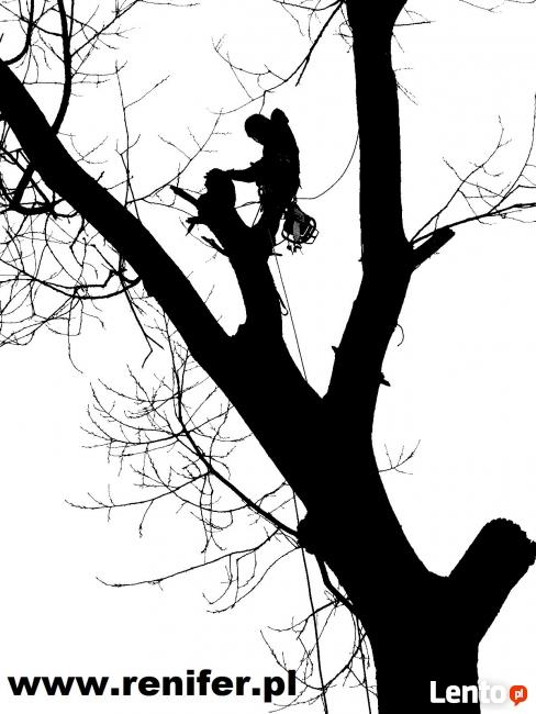 Wycinka drzew metodami alpinistycznymi, usługi rębakiem
