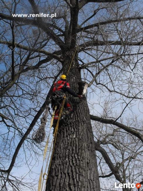 Wycinka drzew metodami alpinistycznymi, usługi rębakiem
