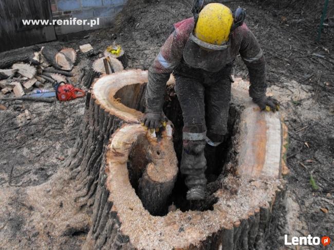 Wycinka drzew metodami alpinistycznymi, usługi rębakiem