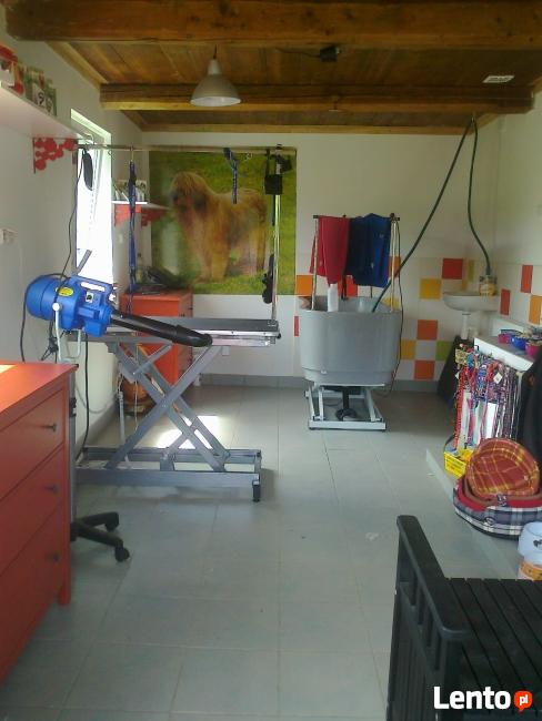 Salon Pielęgnacji psów i kotów Joanna Batko