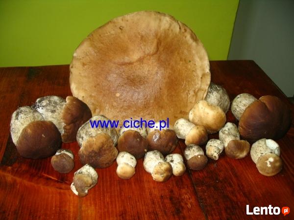 Wakacje z dziećmi agroturystyka na Pojezierzu Brodnickim