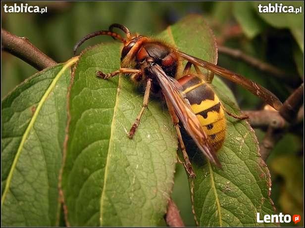OSY, SZERSZENIE, PSZCZOŁY - zbieranie usuwanie gniazd, rojów