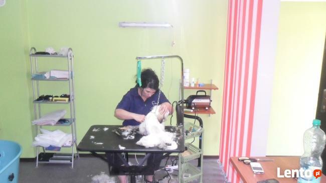 Strzyżenie psów ,psi fryzjer ŁAPKA Salon Psiej Urody