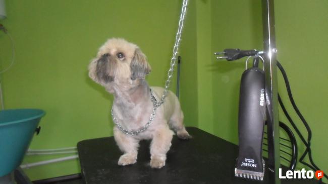 Strzyżenie psów ,psi fryzjer ŁAPKA Salon Psiej Urody