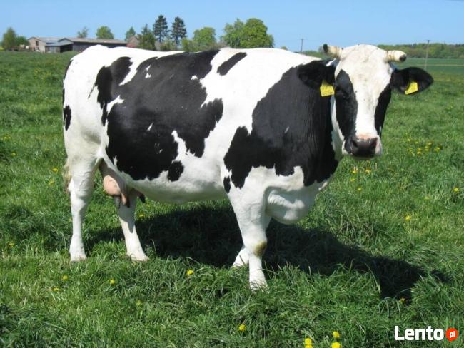 Krowy mleczne rasy H-F jałówki cielne, pierwiastki