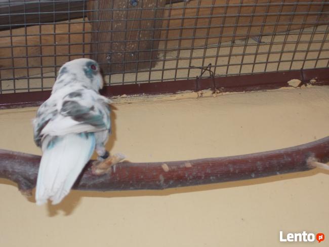 Zaadoptuję rozelle królewskie aleksandretta inne